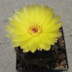 Notocactus glaucinus v. incomptus