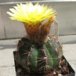 Notocactus glaucinus v. incomptus