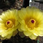 Notocactus mueller-melchersii var. eugeniae