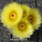 Notocactus mueller-melchersii var. eugeniae