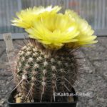 Notocactus mueller-melchersii var. eugeniae