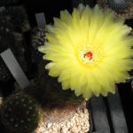 Notocactus ottonis
