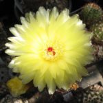 Notocactus ottonis