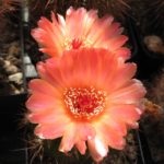 Notocactus ottonis cv. Venclu