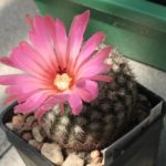 Notocactus roseiflorus Gf1263