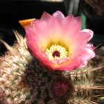 Notocactus rutilans