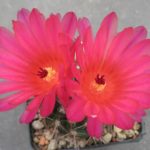 Notocactus submammulosus rubriflorus STO372