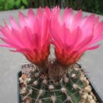 Notocactus submammulosus rubriflorus STO372