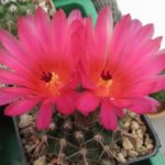 Notocactus submammulosus rubriflorus STO372