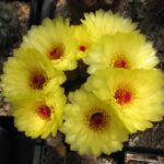 Notocactus tabularis