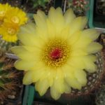 Notocactus tabularis