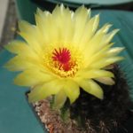 Notocactus tabularis WRA12