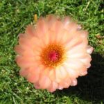 Notocactus tabularis pink flower (Hybride)