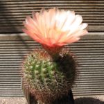 Notocactus tabularis v. PinkFlower von W.Prauser (Hybride)
