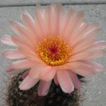 Notocactus tabularis v. PinkFlower von W.Prauser (Hybride)