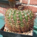 Notocactus tabularis v. PinkFlower von W.Prauser (Hybride)