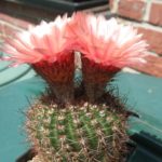 Notocactus tabularis v. PinkFlower von W.Prauser (Hybride)