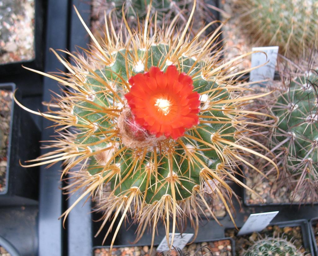 Parodia  Kaktus-Fieber