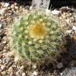 Parodia chrysacanthion (Hybride)