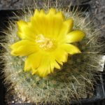 Parodia chrysacanthion (Hybride)