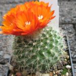 Parodia herzogii orange