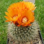 Parodia herzogii orange