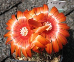 Parodia rubellihamata KR2