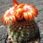 Parodia rubellihamata KR2