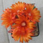 Parodia rubellihamata KR2