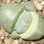 Pleiospilos nelii