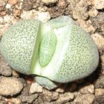 Pleiospilos nelii