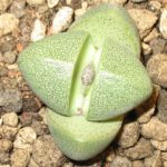 Pleiospilos nelii