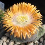 Pleiospilos nelii