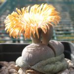 Pleiospilos nelii