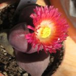 Pleiospilos nelii cv. Royal Flush