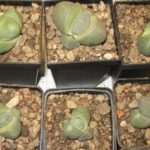 Pleiospilos nelii