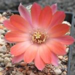 Rebutia spec.