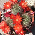 Rebutia steinmannii
