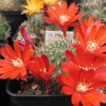 Rebutia steinmannii