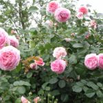 Rose an der Terrasse