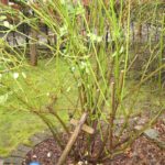 Strauchrose geschnitten