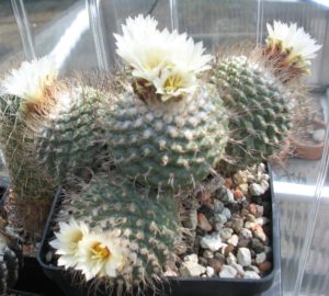 Strombocactus disciformis gepfropft