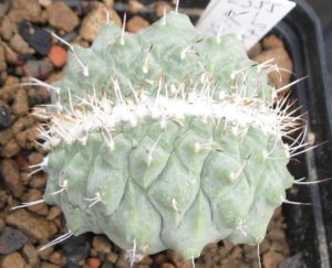 Strombocactus disciformis Cristate