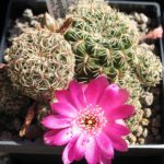 Sulcorebutia Zementfabrik Sucre