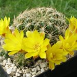 Sulcorebutia breviflora