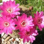 Sulcorebutia breviflora