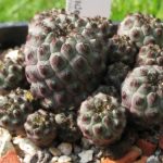 Sulcorebutia rauschii