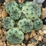 Sulcorebutia rauschii