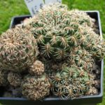 Sulcorebutia spec.