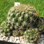 Sulcorebutia spec.